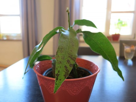 Mango 2