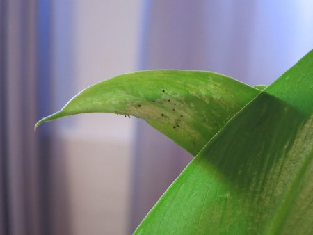 Calla 1
