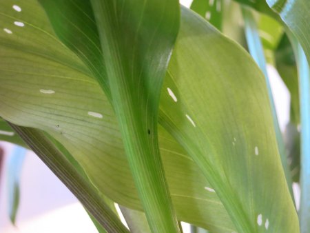 Calla 2