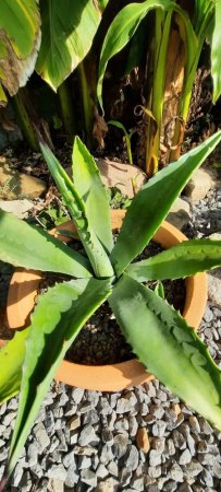 Welche Agave ist das?
