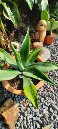 Welche Agave ist das?
