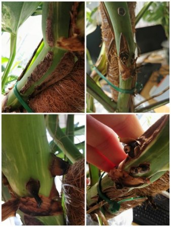 Monstera - krank (braune Rinde am stamm/ abgeschnittene Luftwurzel)