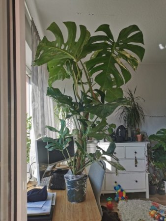 Monstera - krank (braune Rinde am stamm/ abgeschnittene Luftwurzel)