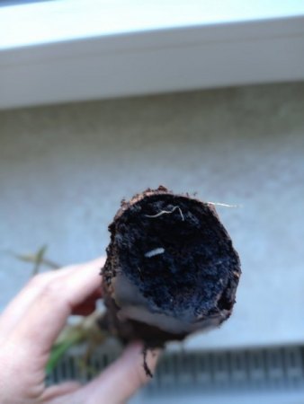 Yucca Palme - 1. Hilfe benötigt