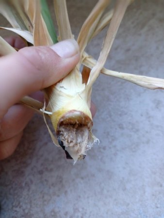 Yucca Palme - 1. Hilfe benötigt
