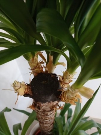 Yucca Palme - 1. Hilfe benötigt