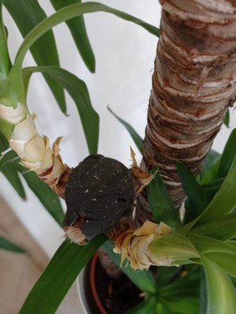 Yucca Palme - 1. Hilfe benötigt
