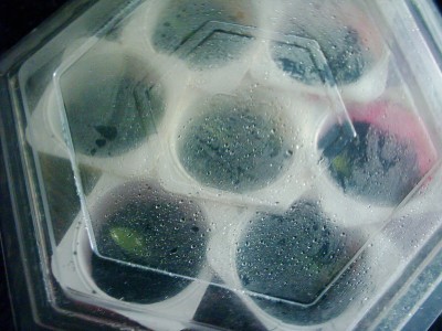 Minigewächshaus (2).JPG