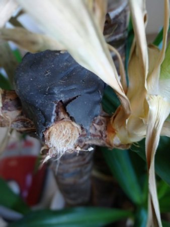Yucca Palme - 1. Hilfe benötigt
