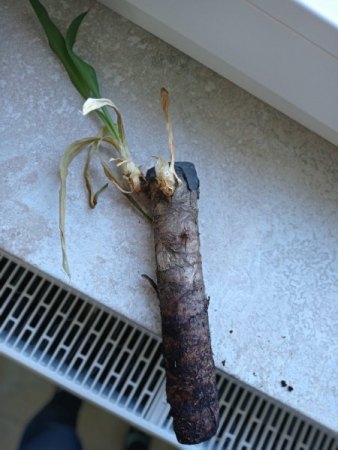 Yucca Palme - 1. Hilfe benötigt