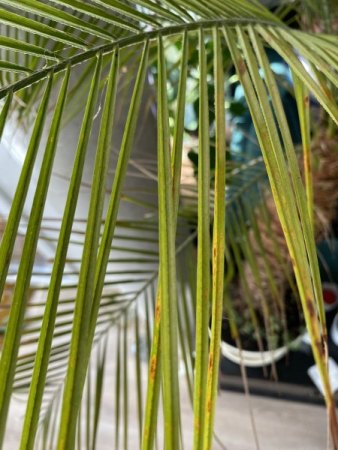Was hat meine Zwergdattelpalme?