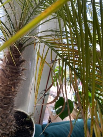 Was hat meine Zwergdattelpalme?