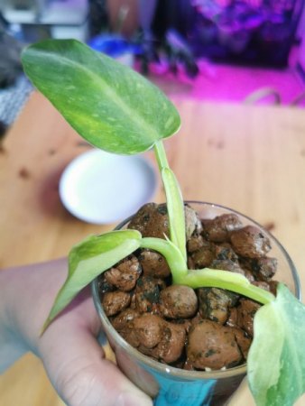 Philodendron Jose Buono macht Probleme..