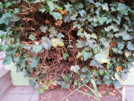 Efeu an Hauswand offensichtlich erkrankt - wer weiß Rat?