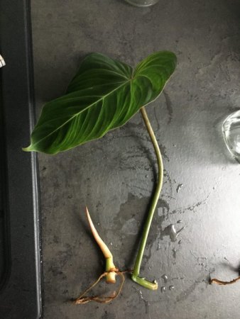 Philodendron Gloriosum Kopfsteckling macht Probleme