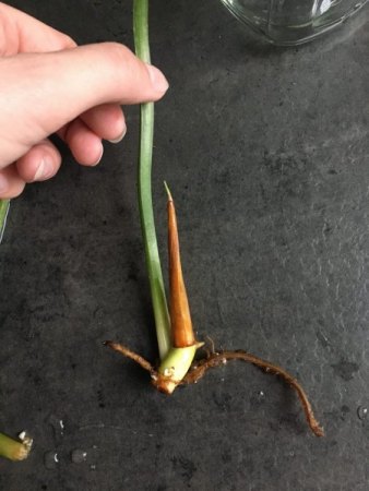 Philodendron Gloriosum Kopfsteckling macht Probleme