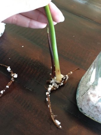 Philodendron Gloriosum Kopfsteckling macht Probleme