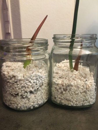 Philodendron Gloriosum Kopfsteckling macht Probleme