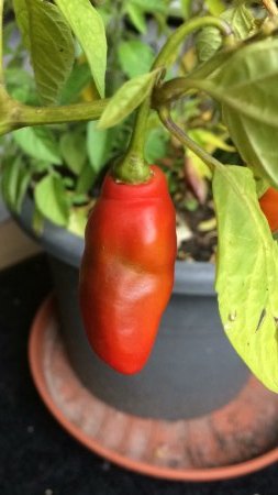 Rocoto Ají largo