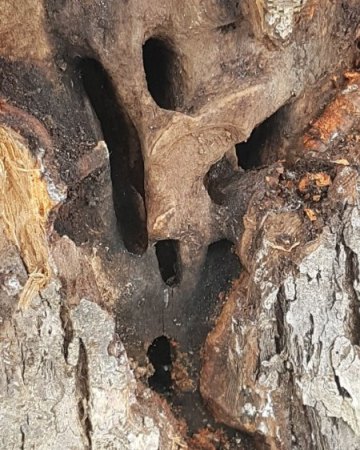 Löcher und Gänge