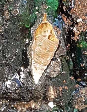 Schneckengehäuse 1