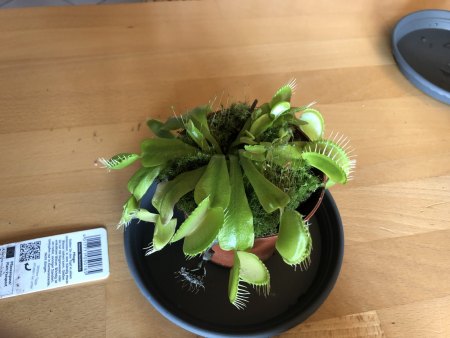 Karnivoren - Drosera - Sarracenia - Pinguicula - Nepenthes