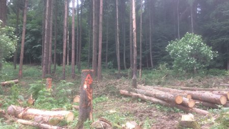 Pflanzen für Fichtennadeln