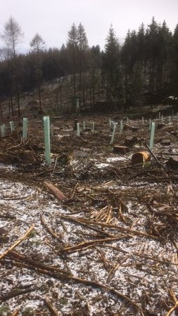 Pflanzen für Fichtennadeln