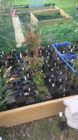 Pflanzen für Fichtennadeln