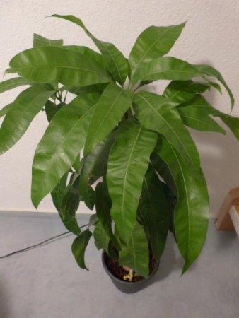 Mango