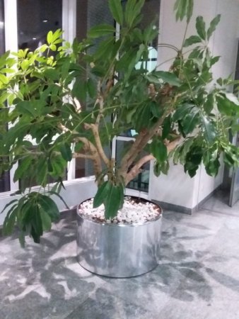 Wer bin ich? Schefflera pueckleri