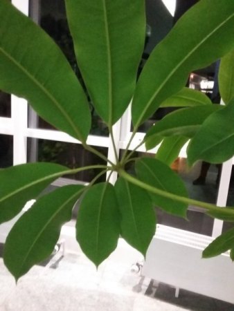 Wer bin ich? Schefflera pueckleri