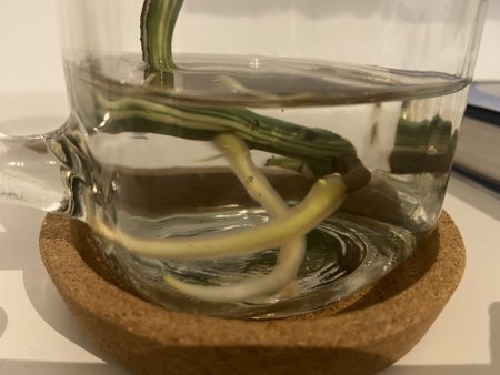 Monstera Vermehrung ohne Blattauge