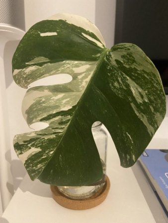 Monstera Vermehrung ohne Blattauge