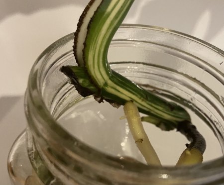 Monstera Vermehrung ohne Blattauge
