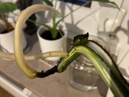 Monstera Vermehrung ohne Blattauge