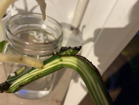 Monstera Vermehrung ohne Blattauge