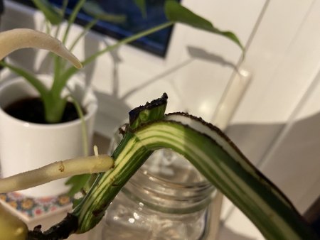 Monstera Vermehrung ohne Blattauge