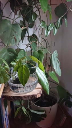 Ständig Schimmel im Teich meiner Schefflera