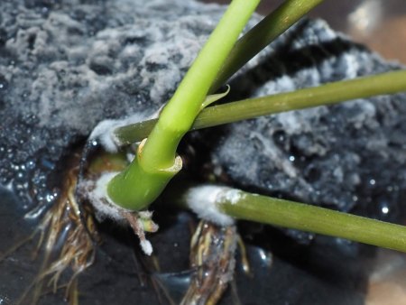 Ständig Schimmel im Teich meiner Schefflera