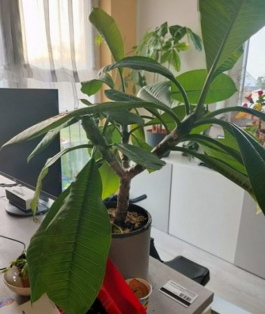 Plumeria Hilfe