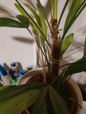 Hilfe - Rhapis Excelsa - Gelber Trieb