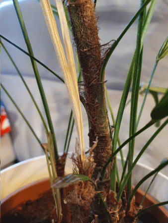 Rhapis Excelsa - Gelber Trieb