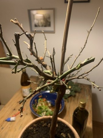 Zitronenbaum 1