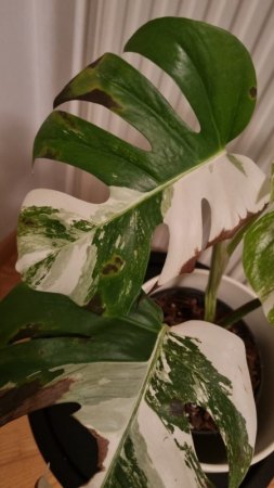 Monstera krank