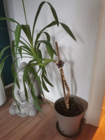 Yucca mit dünnem Stamm retten
