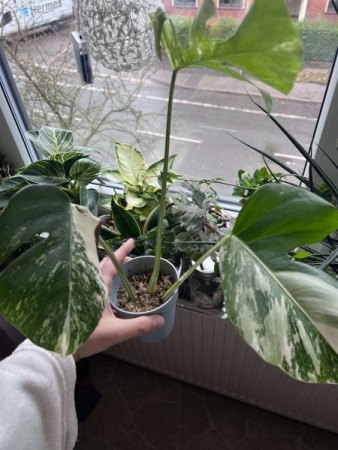 Monstera variegata „Belichtung“