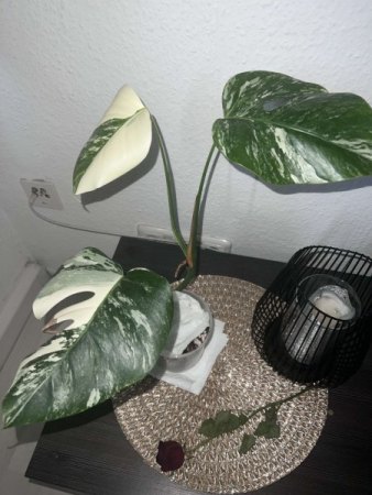 Monstera variegata „Belichtung“