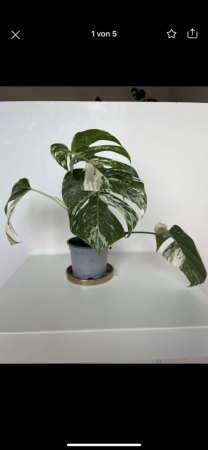 Monstera variegata „Belichtung“