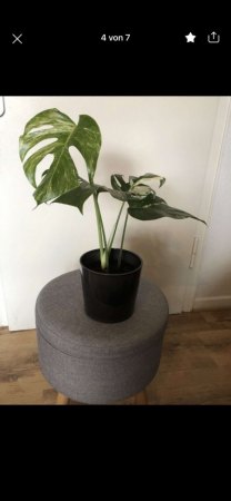 Monstera variegata „Belichtung“